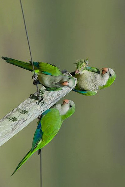 鹦形目鹦鹉科和尚鹦哥属灰胸鹦哥