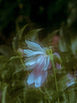 #摄影（花）#
