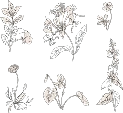 手绘素描花卉植物花朵元素铅笔画复古黑白