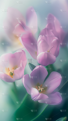 花瓣素材-植物图片采集到花卉