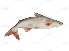 盘古鱼孤立在白色上