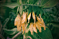 sunflower-4472077_960_720