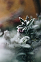green plant on selective focus photography