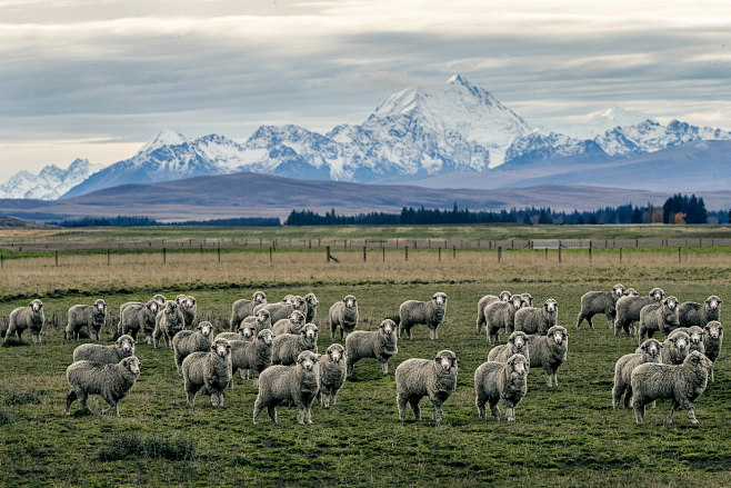 New Zealand Sheep Fa...