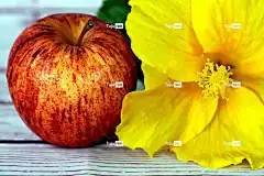 花 水果 花卉背景 苹果 花壁纸 芙蓉 美丽的花朵 自然 营养
