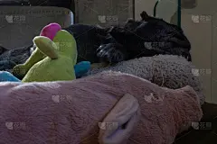 黑哈巴狗太累了