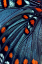 Butterfly wings ❤ ​​​​
