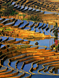  Yuanyang rice Terraces,China