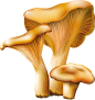 грибочки (2).png : Фото, автор YakimenkoInna1970 на Яндекс.Фотках
