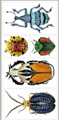 Beautiful beetles: