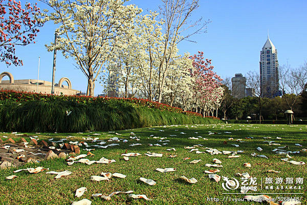 【上海】又到玉兰花开的季节, 潘昶永旅游...