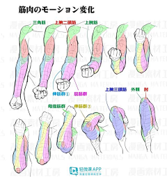 白熊ي采集到数位板 眼睛 发型 五官