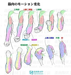 手臂肌肉画法教程，手臂画法就是这么简单！