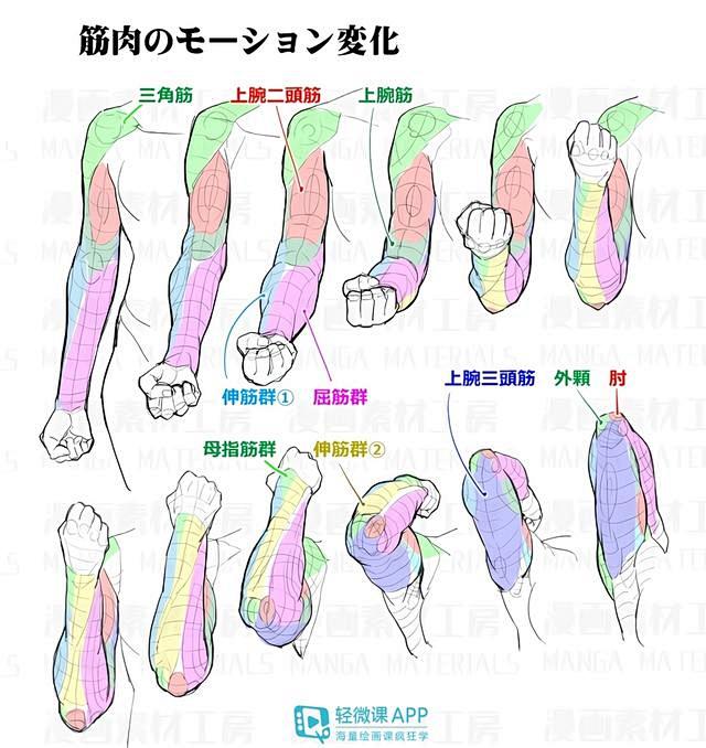 手臂肌肉画法教程，手臂画法就是这么简单！