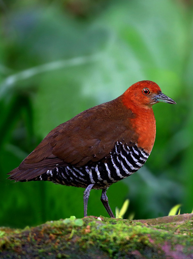 20:14:10白喉斑秧鸡:鸟纲,国家三级保护动物鸟类百科白虎陆吾该采集也