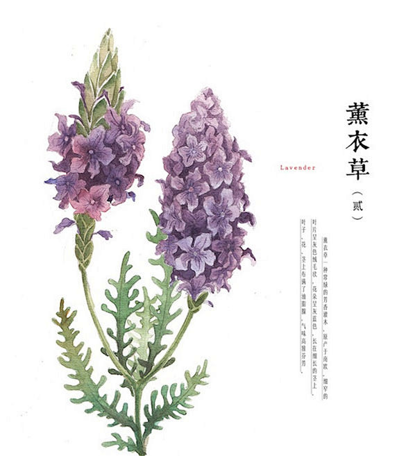 薰衣草(Lavender)：一种常绿的芳...