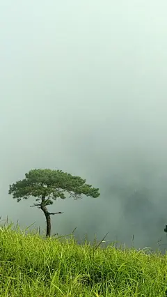 iPhone6绿色护眼手机壁纸