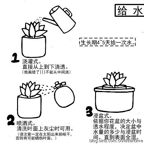 多肉植物相关简易栽培基础