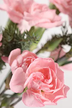 玫瑰花束插花鲜花插画摄影图片