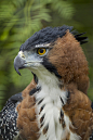 sdzoo:

Ornate Hawk Eagle
