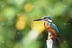 普通翠鸟