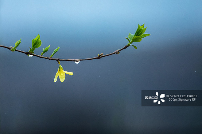 雨中的一朵小黄花图片素材