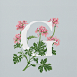 AN EDIBLE A–Z OF FLOWERS--英国插画师Charlotte Day