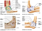 Spine & Back:Bones:Thoracic vertebrae | RANZCRPart1 Wiki | Fandom