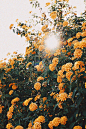 bloom-blooming-blossom-1253734