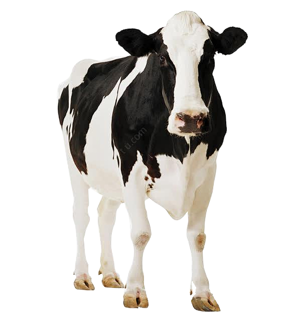 奶牛png