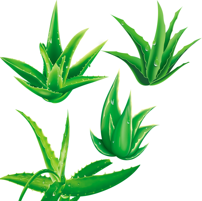 芦荟