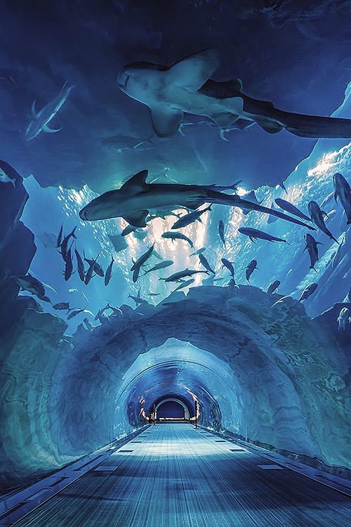 迪拜水族馆，一个人间仙境。