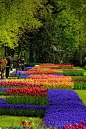 Keukenhof Gardens, The Netherlands.