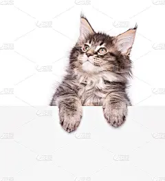缅因猫与空白