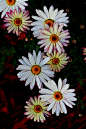 daisy-newgarden|Flickr–相片分享！