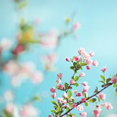 花开堪折直须折，莫待无花空折枝。