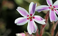 《春暖花开》第二辑 花蕾花瓣摄影宽屏壁纸(壁纸8)