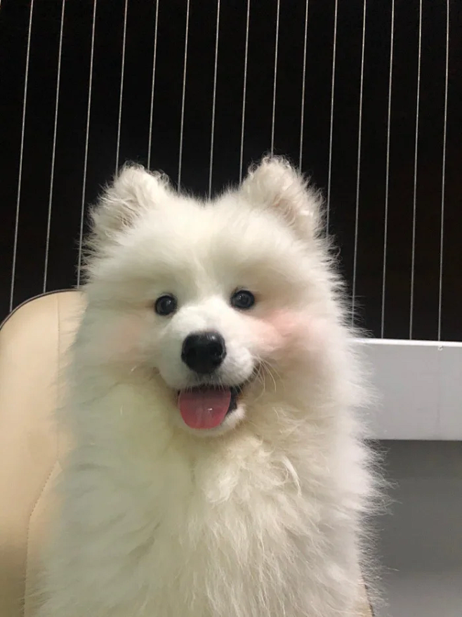 小狗耶耶