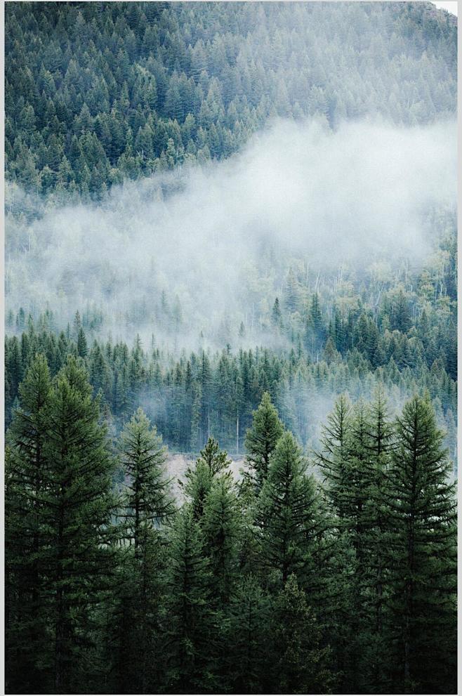 云雾绿树林薄雾森林图片-众图网