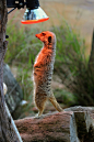 免费 @户外, suricata suricatta, 保護 的 免费素材图片 素材图片