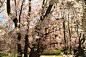 哈佛大学植物园。 赏樱。
















光线的魅力











园子里各个品种的樱花非常全～





























落英缤纷