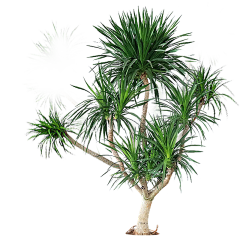 若米饭采集到植物-png