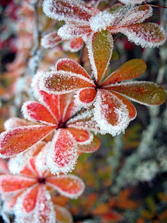 左宁_采集到夜深知雪重，时闻折竹声