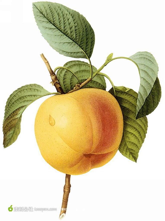 国外大师手绘水果桃子图片