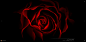 Dark Red Rose / 500px