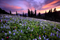 雷尼尔山的野花。皮尔斯郡，华盛顿，美国