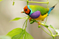 This-Is-Life • wild-earth: Gouldian Finch