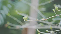 武汉大学的照片 - 微相册