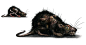 Labyrinth Rat