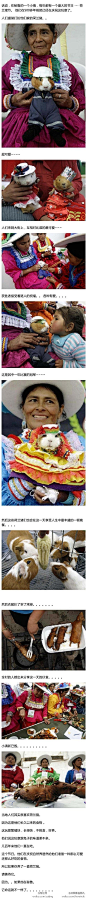 秘鲁的一个小镇，每年都有一个盛大的节日 --- 荷兰猪节。 每年这个时候，他们把家里的荷兰猪拿出来，盛装打扮，评比谁家的最可爱。然后，就没有然后了